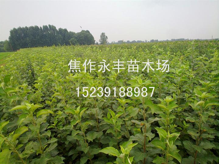 永丰苗木