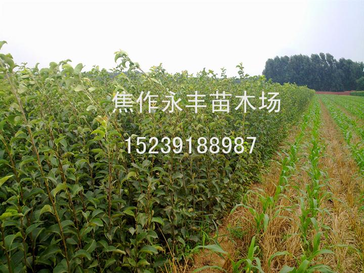 永丰苗木