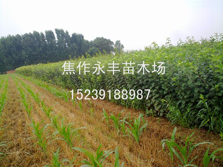 永丰苗木
