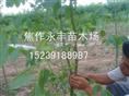 永丰苗木
