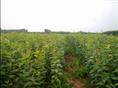 河南苹果苗销售~河南梨苗价格~~~河南梨苗基地~~焦作果苗价格~~焦作果树批发