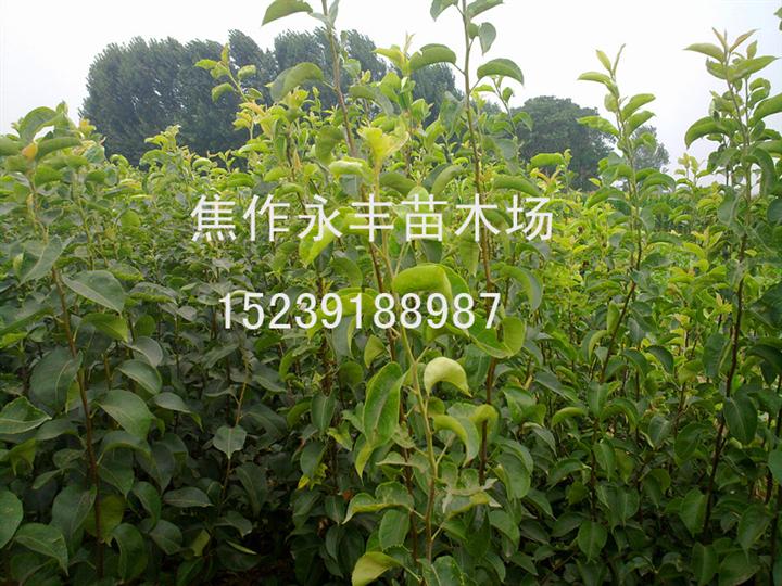 永丰苗木