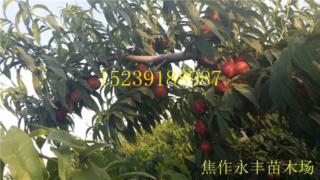 永丰果树苗-河南省果树苗