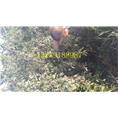 永丰果树苗-河南省果树苗供应