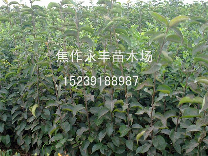 苗木