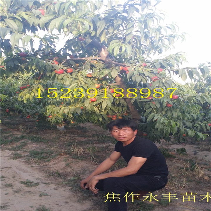 永丰果树苗-河南省桃树苗基地