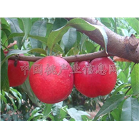 中油20号油桃 