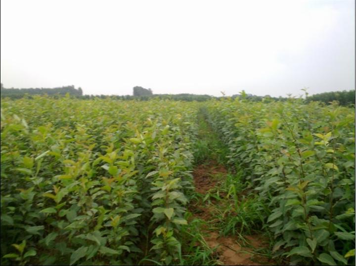 河南苹果苗销售~河南梨苗价格~~~河南梨苗基地~~焦作果苗价格~~焦作果树批发