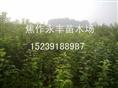 永丰苗木