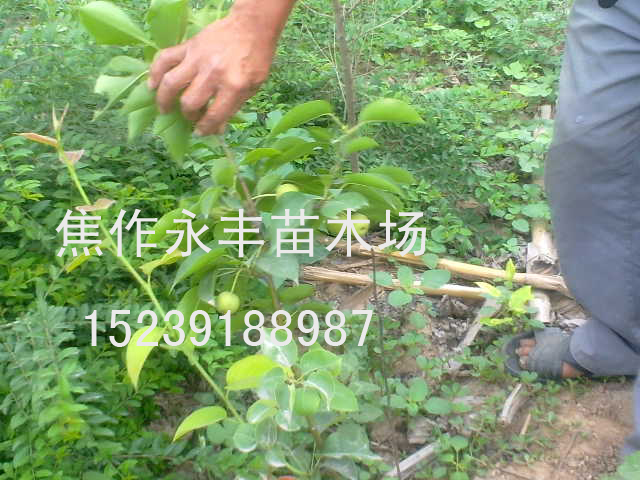 永丰苗木