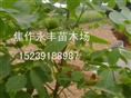 永丰苗木