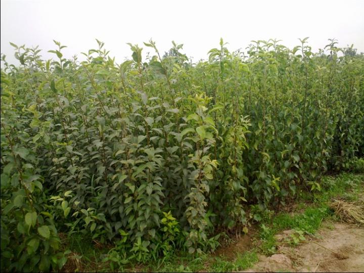 河南苹果苗销售~河南梨苗价格~~~河南梨苗基地~~焦作果苗价格~~焦作果树批发