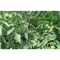 安阳县核桃苗|汤阴县核桃苗|