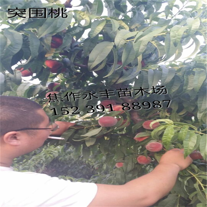 永丰果树苗-河南果树苗基地