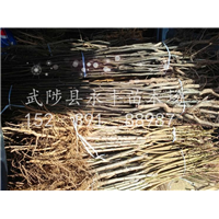 走货实拍