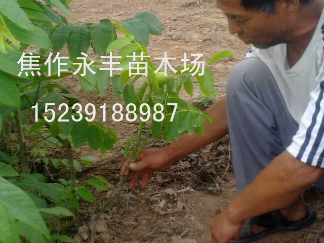 永丰苗木