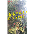 永丰果树苗-河南果树苗基地