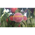 永丰果树苗-河南省果树苗供应