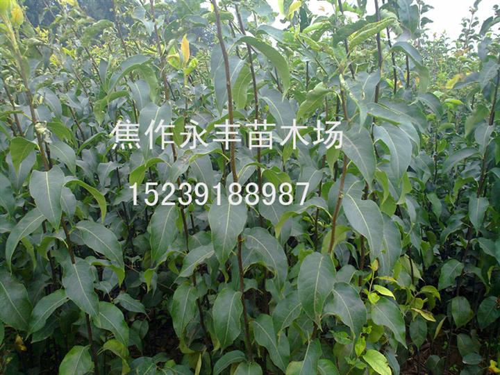 永丰苗木