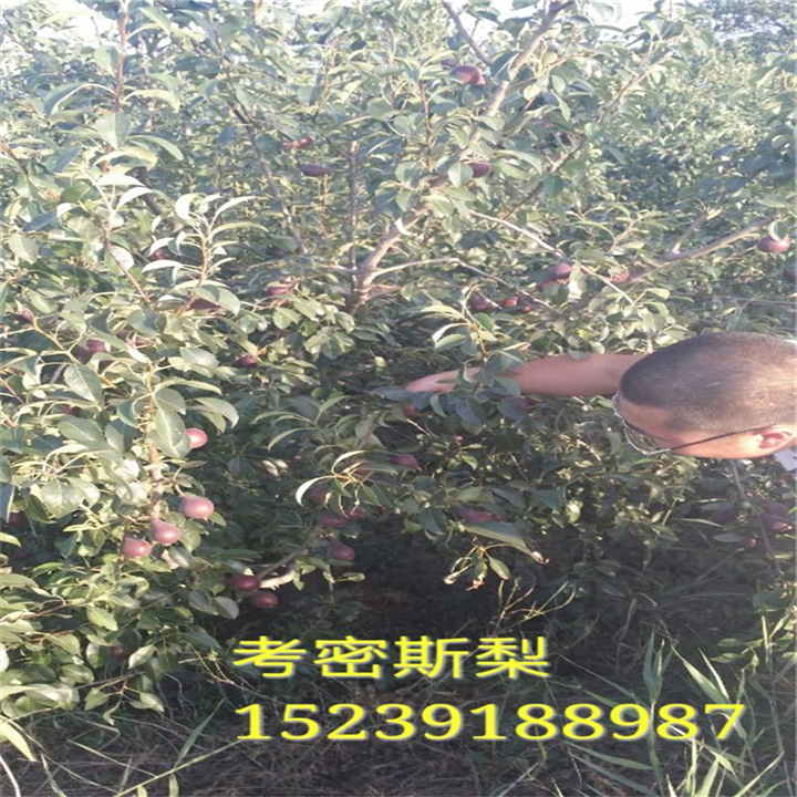 永丰果树苗-河南省果树苗供应