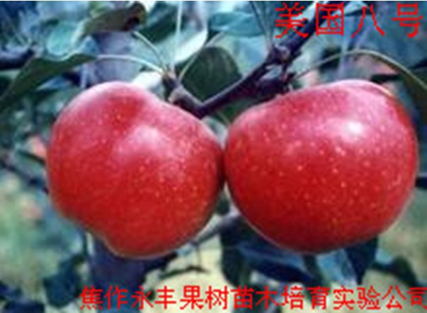 美国八号