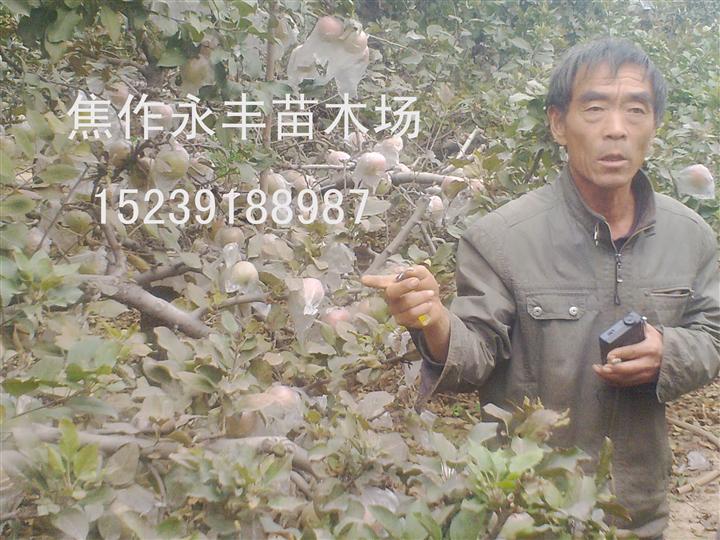 永丰苗木