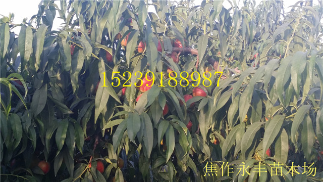 永丰果树苗-河南省果树苗
