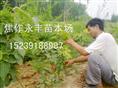永丰苗木