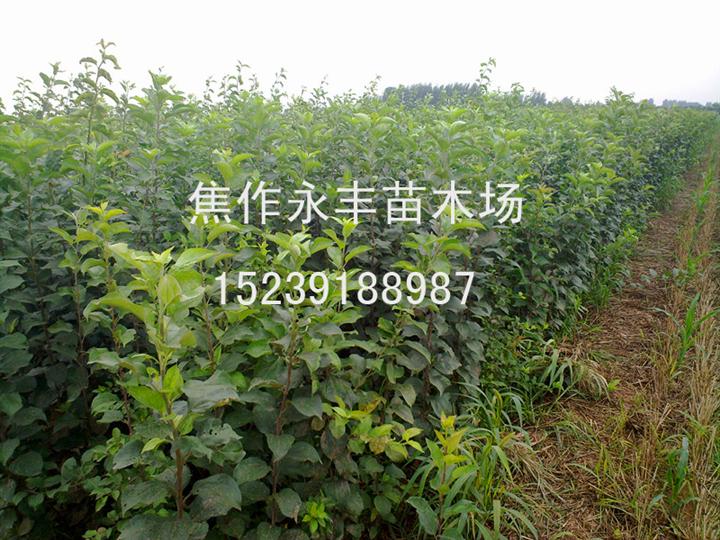 永丰苗木
