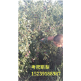 永丰果树苗-河南省果树苗供应