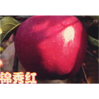 锦绣红苹果 