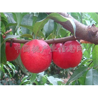 桃树苗|桃树苗价格|桃树苗批发