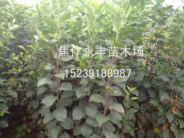 永丰苗木