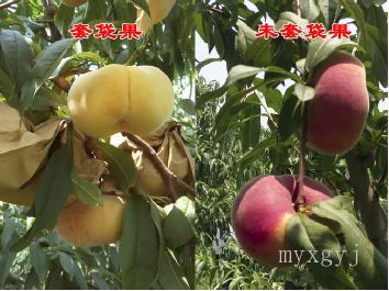 中蟠11 