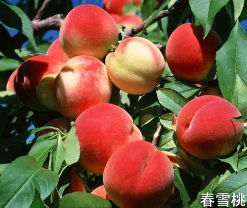 春雪桃2