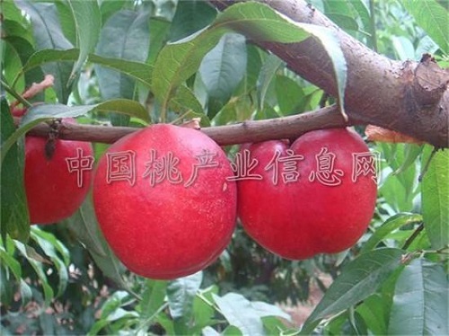中油20号油桃