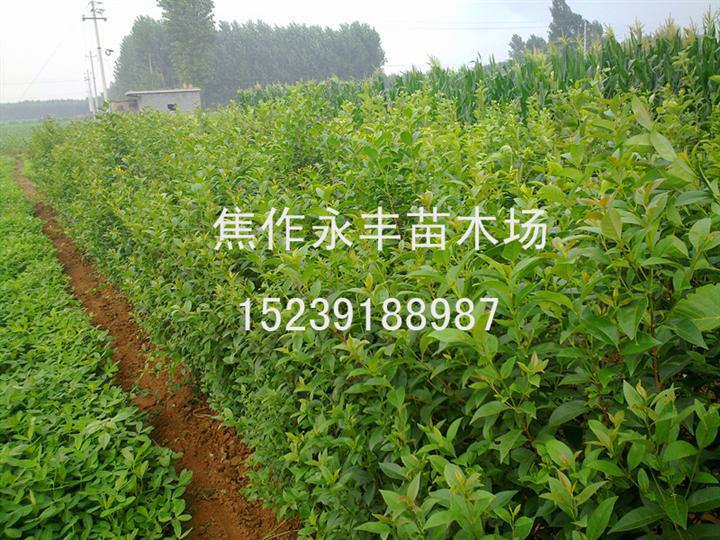 永丰苗木