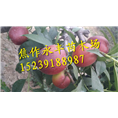 永丰果树苗-河南省果树苗供应