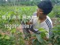 永丰苗木