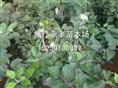 永丰苗木