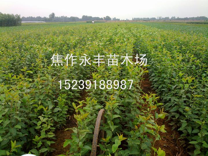 苗木