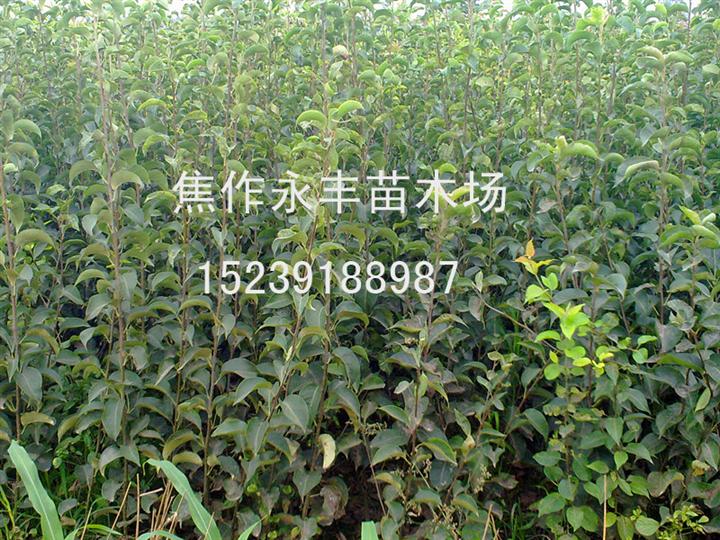 永丰苗木