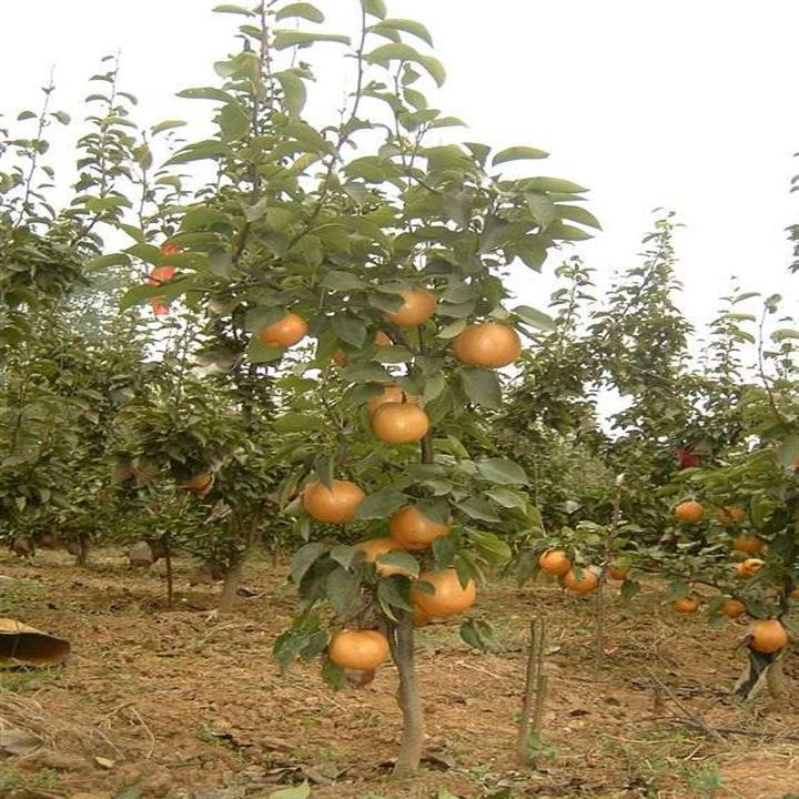 晚秋黄梨2 