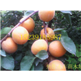 永丰果树苗-河南省果树苗供应