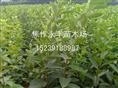 永丰苗木