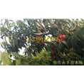 永丰果树苗-河南省果树苗