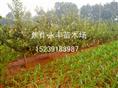 永丰苗木