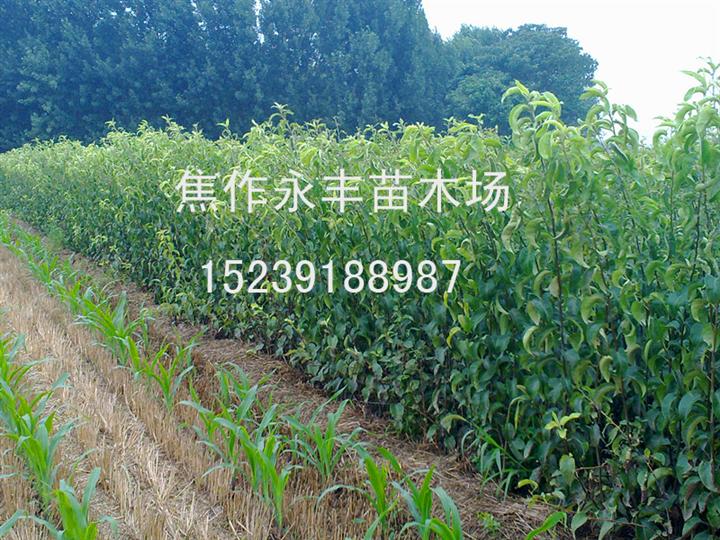 永丰苗木