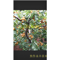 永丰果树苗-河南省果树苗供应