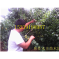 永丰果树苗-河南省果树苗供应